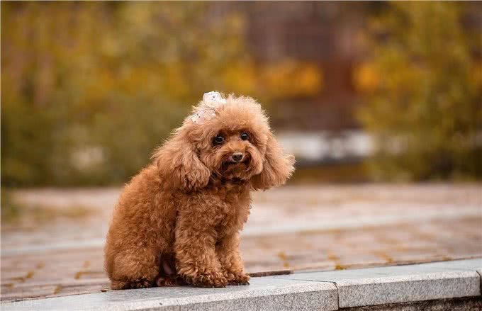 老年泰迪犬喂养秘籍:泰迪犬科学喂养与全方位照顾指南!