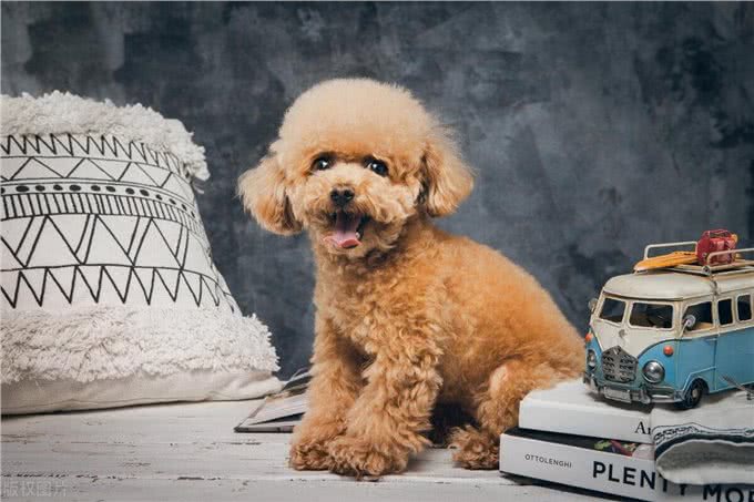 老年泰迪犬喂养秘籍:泰迪犬科学喂养与全方位照顾指南!