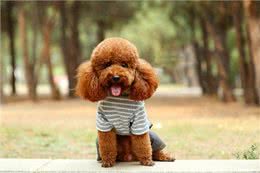 老年泰迪犬喂养秘籍:泰迪犬科学喂养与全方位照顾指南!
