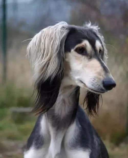 深锐观察：关于精灵王子犬萨路基的讨论