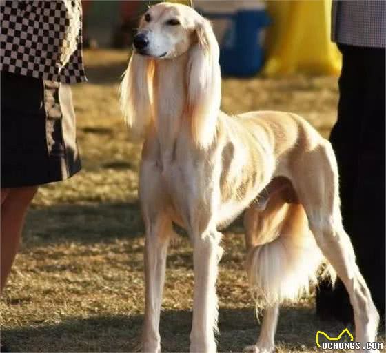 深锐观察：关于精灵王子犬萨路基的讨论