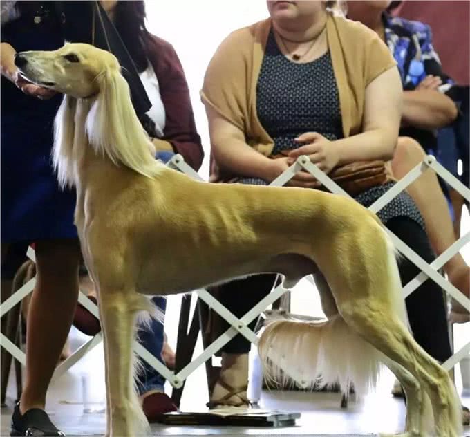 深锐观察：关于精灵王子犬萨路基的讨论