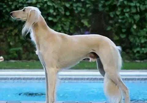 深锐观察：关于精灵王子犬萨路基的讨论