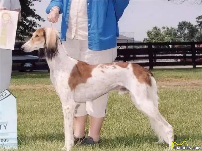 深锐观察：关于精灵王子犬萨路基的讨论