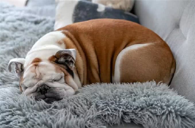 英国斗牛犬的健康并不是英国人应该为之自豪的