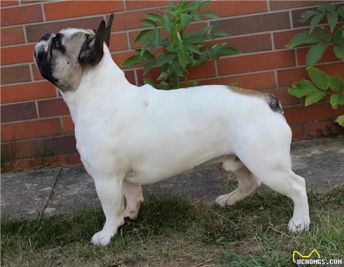 英国斗牛犬的健康并不是英国人应该为之自豪的