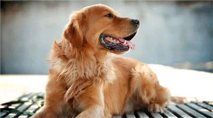 适合女生养的中大型犬，带出去最飒的美女，回头率贼高