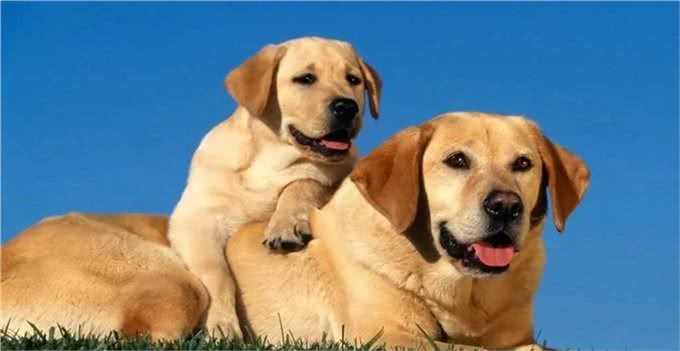 适合女生养的中大型犬，带出去最飒的美女，回头率贼高