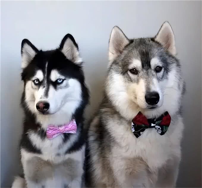 适合女生养的中大型犬，带出去最飒的美女，回头率贼高