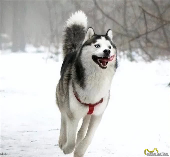 适合女生养的中大型犬，带出去最飒的美女，回头率贼高