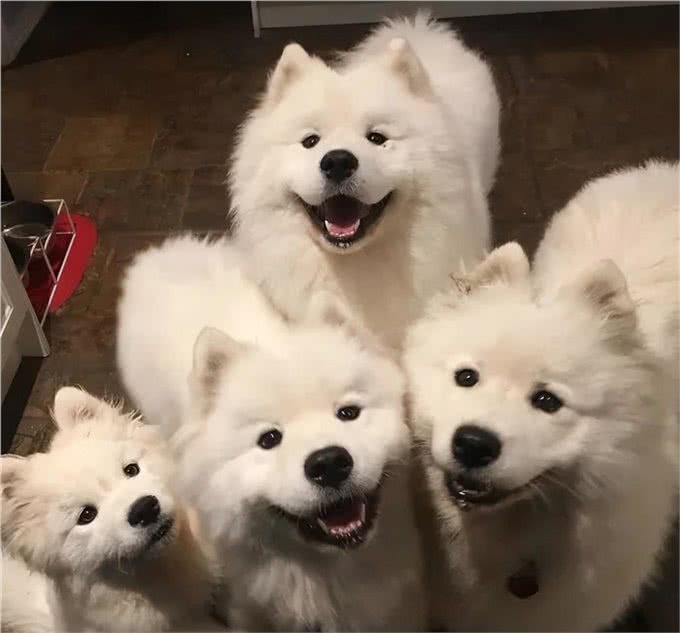 适合女生养的中大型犬，带出去最飒的美女，回头率贼高