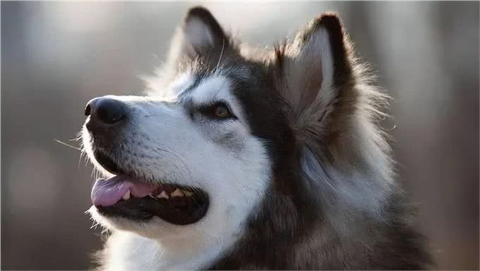 适合女生养的中大型犬，带出去最飒的美女，回头率贼高