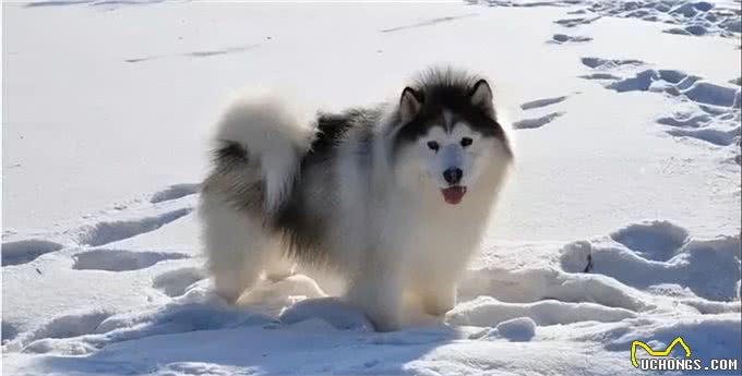 适合女生养的中大型犬，带出去最飒的美女，回头率贼高