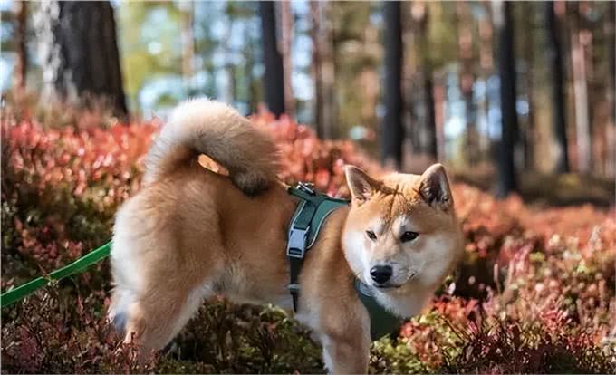 适合女生养的中大型犬，带出去最飒的美女，回头率贼高