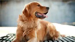 适合女生养的中大型犬，带出去最飒的美女，回头率贼高