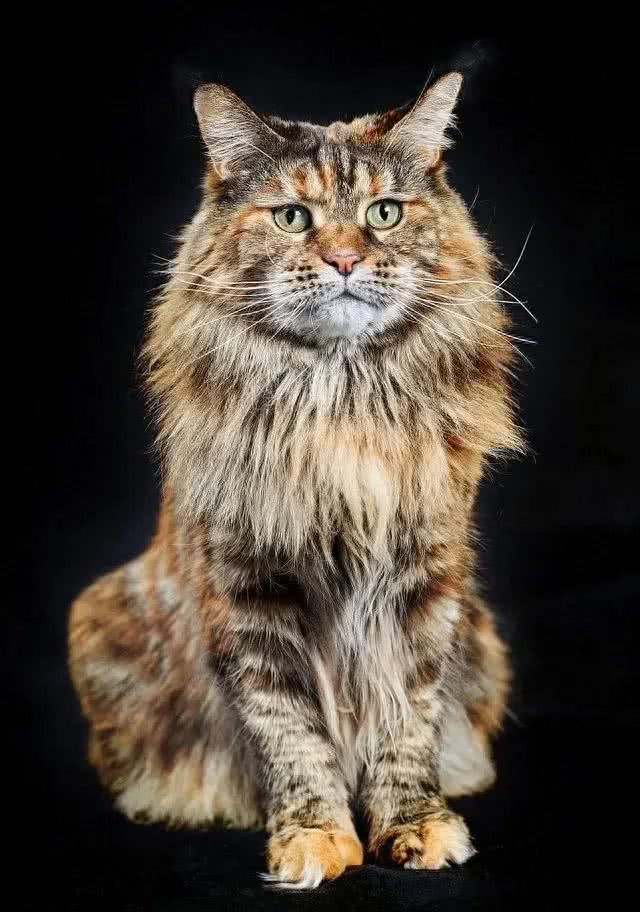 这些体型巨大的猫猫你都知道吗?