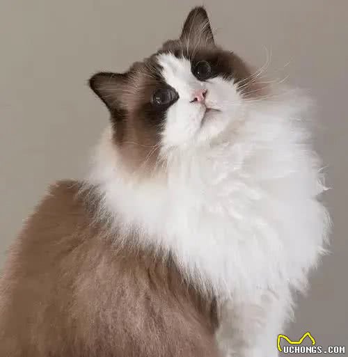 这些体型巨大的猫猫你都知道吗?