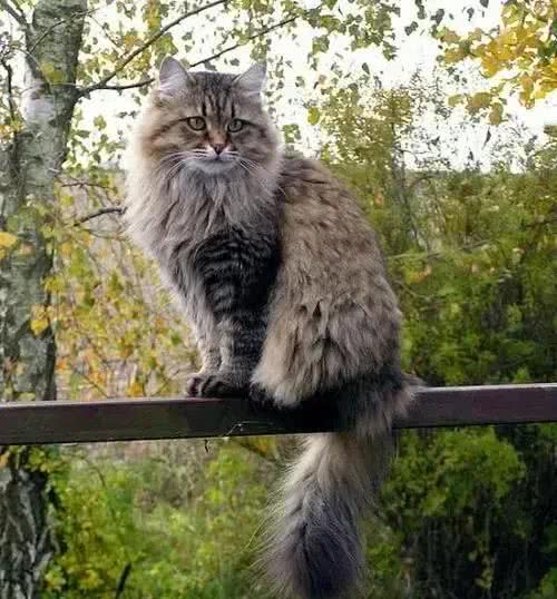这些体型巨大的猫猫你都知道吗?