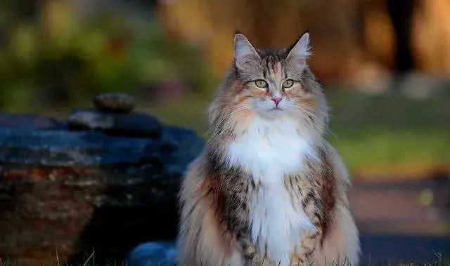 这些体型巨大的猫猫你都知道吗?