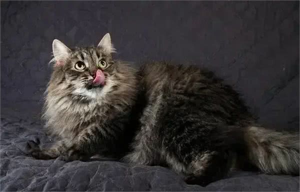 这些体型巨大的猫猫你都知道吗?