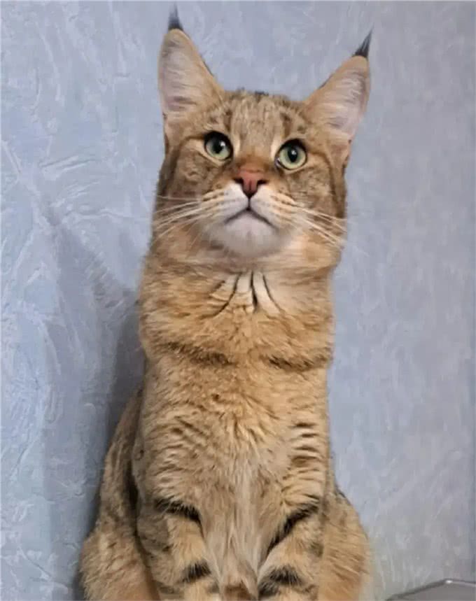 这些体型巨大的猫猫你都知道吗?