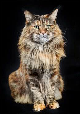 这些体型巨大的猫猫你都知道吗?