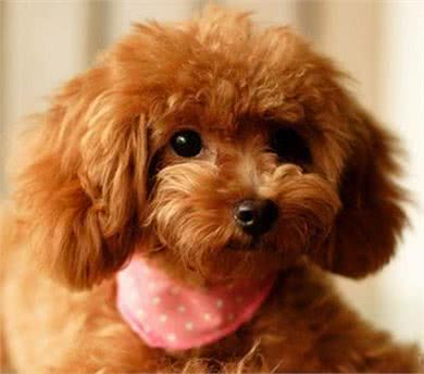 购买狗狗必看不同体型泰迪犬的优缺点