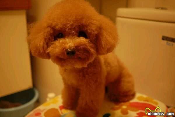 购买狗狗必看不同体型泰迪犬的优缺点