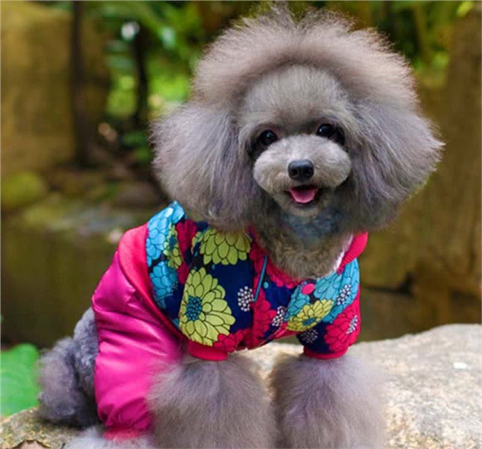 购买狗狗必看不同体型泰迪犬的优缺点