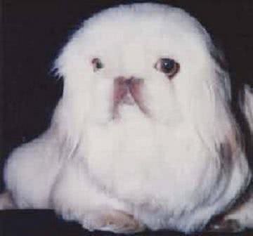 物以稀为贵，这三种犬的价格是比较高，第一种犬应该很少人听说过