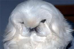 物以稀为贵，这三种犬的价格是比较高，第一种犬应该很少人听说过