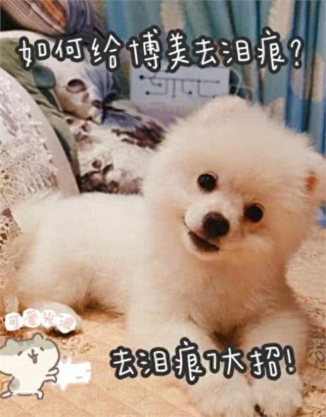 如何给博美犬祛泪痕7个妙招轻松解决!