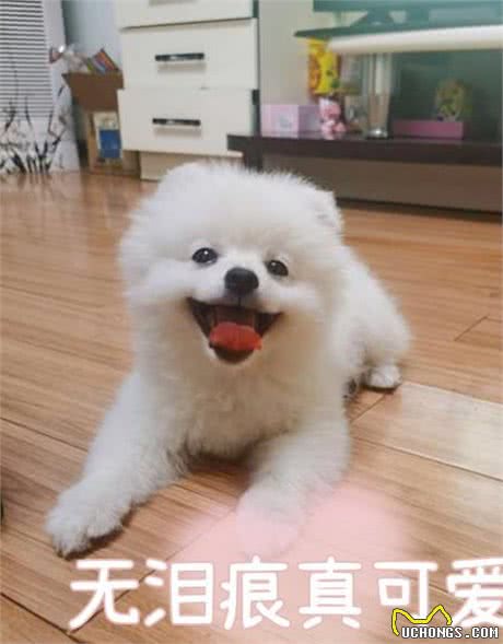 如何给博美犬祛泪痕7个妙招轻松解决!