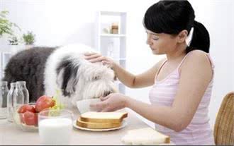 除了狗粮外，家里的这些美食都可以让狗狗多吃哦