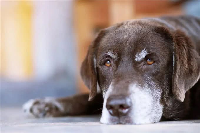 狗狗体检有必要吗?不同年龄段的狗狗，都需要做哪些检查?