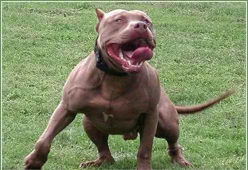 世界第一斗犬比特犬究竟是怎样的