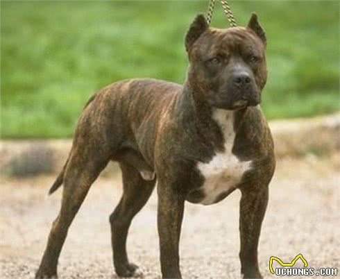 世界第一斗犬比特犬究竟是怎样的