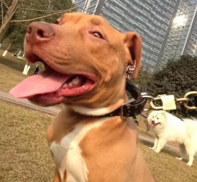 世界第一斗犬比特犬究竟是怎样的