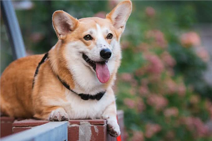 柯基犬的缺点这么多,但还是要坚持养,因为终会发现它的优点