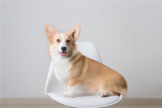 柯基犬的缺点这么多,但还是要坚持养,因为终会发现它的优点