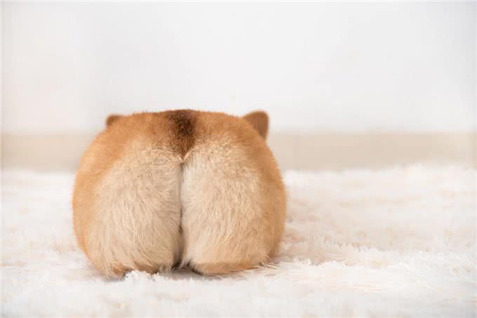 柯基犬的缺点这么多,但还是要坚持养,因为终会发现它的优点