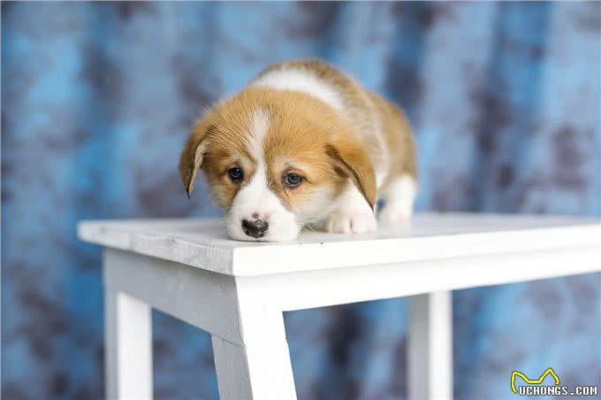 柯基犬的缺点这么多,但还是要坚持养,因为终会发现它的优点
