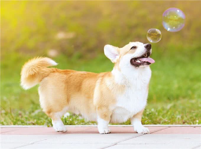 柯基犬的缺点这么多,但还是要坚持养,因为终会发现它的优点