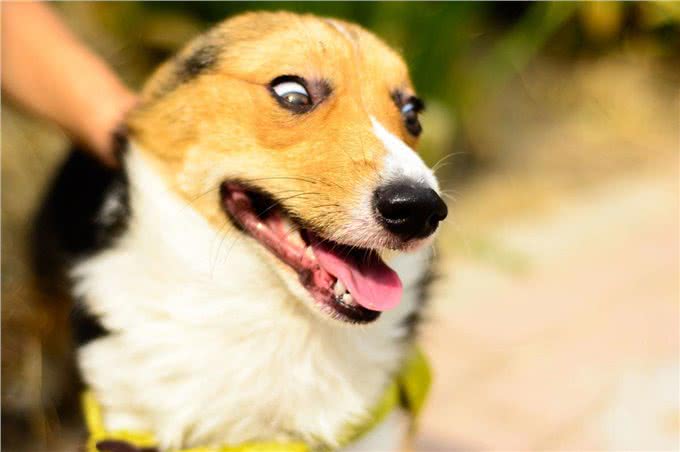 柯基犬的缺点这么多,但还是要坚持养,因为终会发现它的优点