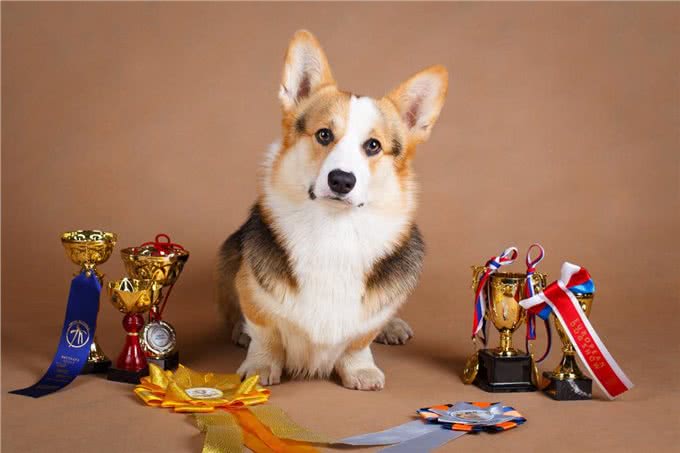 柯基犬的缺点这么多,但还是要坚持养,因为终会发现它的优点