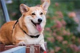 柯基犬的缺点这么多，但还是要坚持养，因为终会发现它的优点