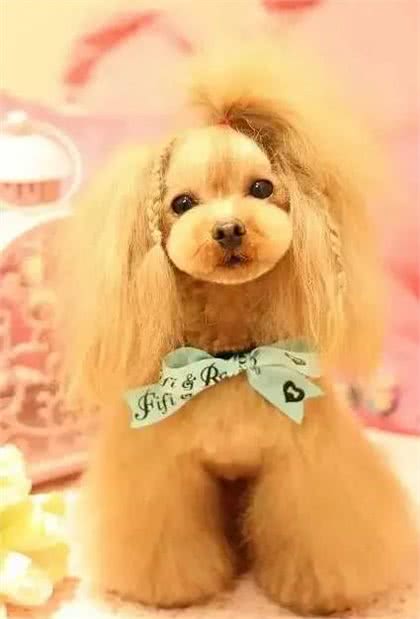 关于养犬的基础知识