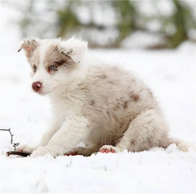 你家狗狗真的被养好了吗?如何日常化科学养犬?
