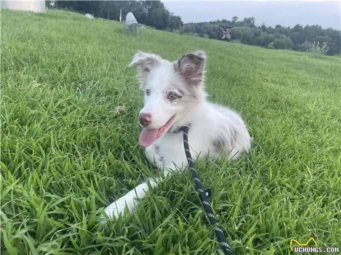 你家狗狗真的被养好了吗?如何日常化科学养犬?