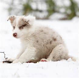 你家狗狗真的被养好了吗?如何日常化科学养犬?
